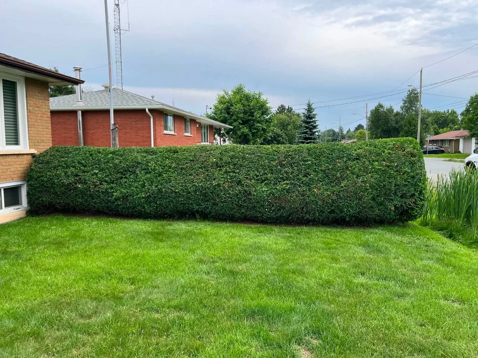 Long hedge bordering a lawn — after, pair 10 of 36