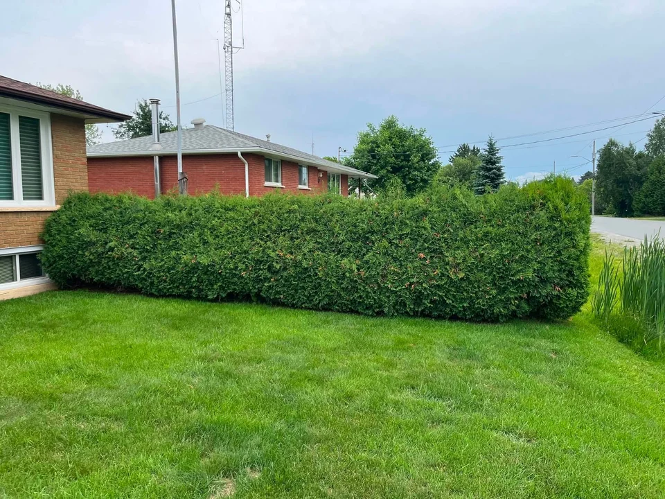 Long hedge bordering a lawn — before, pair 10 of 36