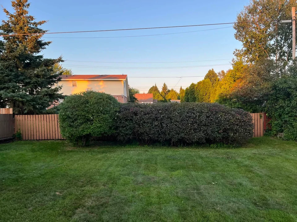 Dark-leaved shrubs along a backyard fence — after, pair 11 of 36