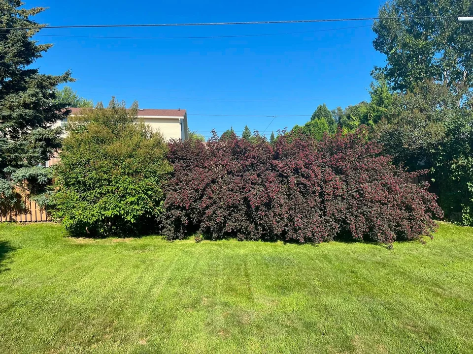 Dark-leaved shrubs along a backyard fence — before, pair 11 of 36