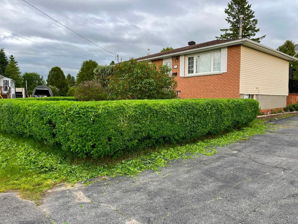 Green hedge bordering a driveway — after, pair 12 of 36