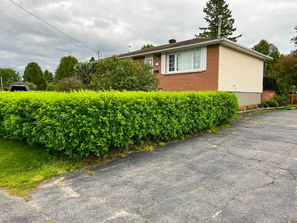 Green hedge bordering a driveway — before, pair 12 of 36