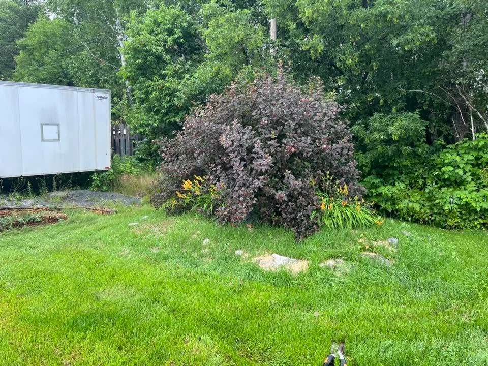 Garden island with a central shrub — before, pair 14 of 36