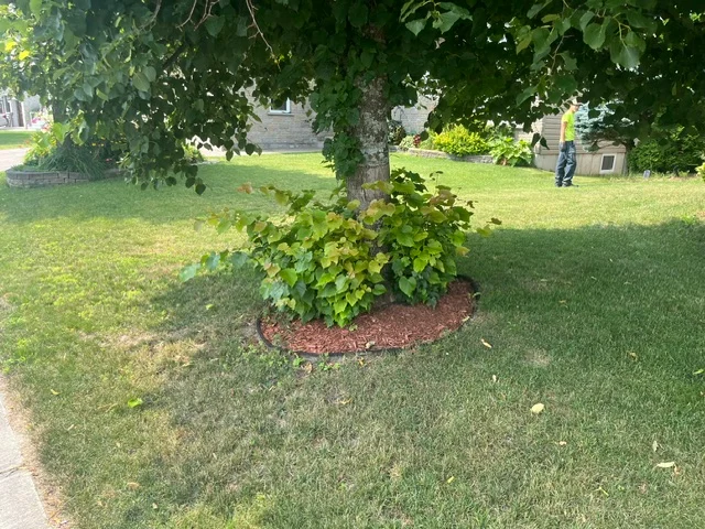Tree planting bed beside a residential sidewalk — before, pair 19 of 36
