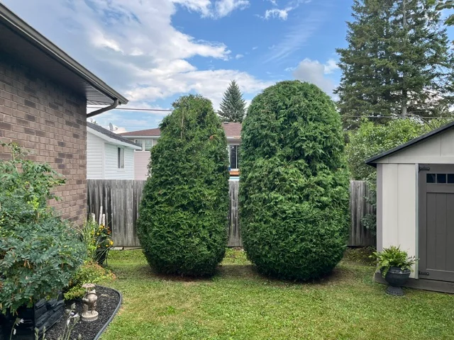 Two tall evergreen shrubs beside a brick house — after, pair 20 of 36