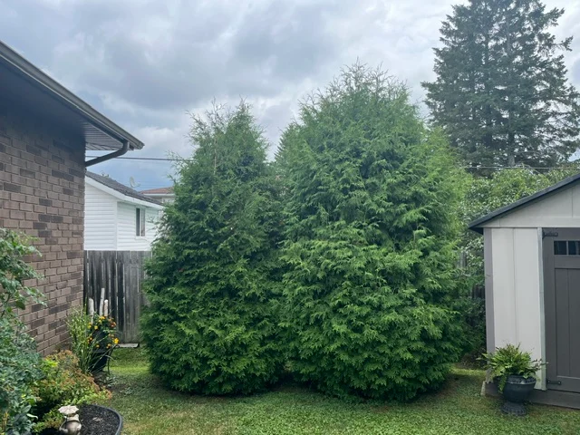 Two tall evergreen shrubs beside a brick house — before, pair 20 of 36