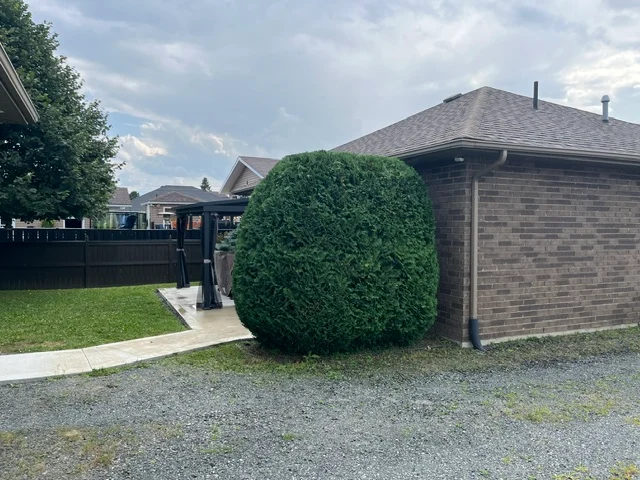 Large evergreen shrub beside a garage — after, pair 21 of 36
