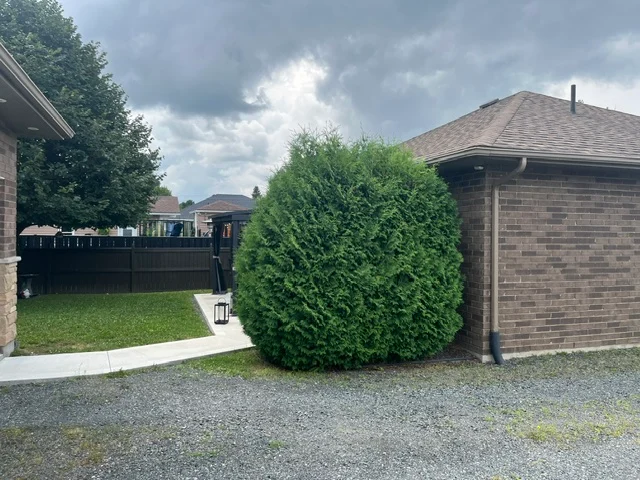 Large evergreen shrub beside a garage — before, pair 21 of 36