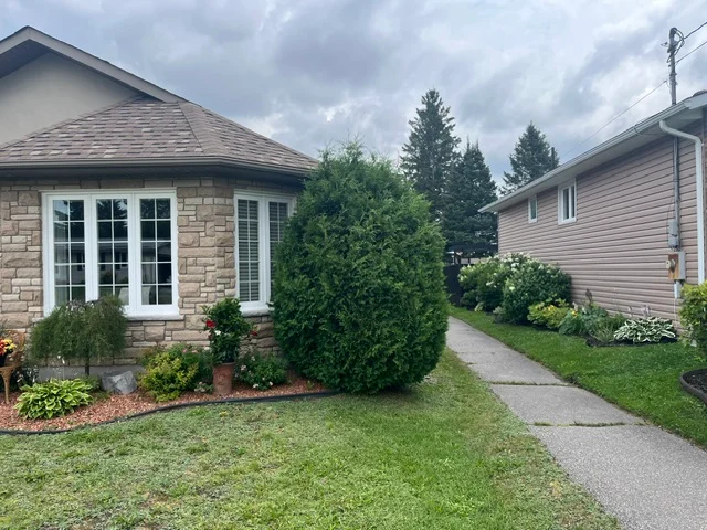 Evergreen shrub and front garden beside a curved walkway — before, pair 22 of 36