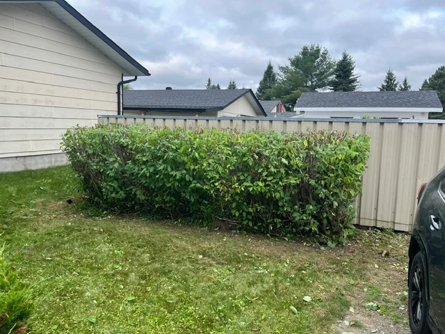 Hedge between a driveway and a garden shed — after, pair 23 of 36
