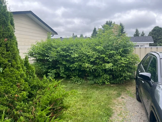 Hedge between a driveway and a garden shed — before, pair 23 of 36