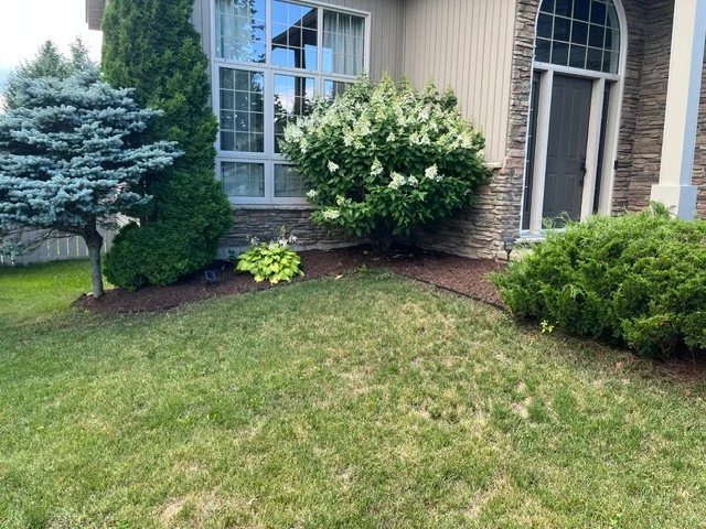 Flowering shrub and evergreens beneath a front window — after, pair 24 of 36