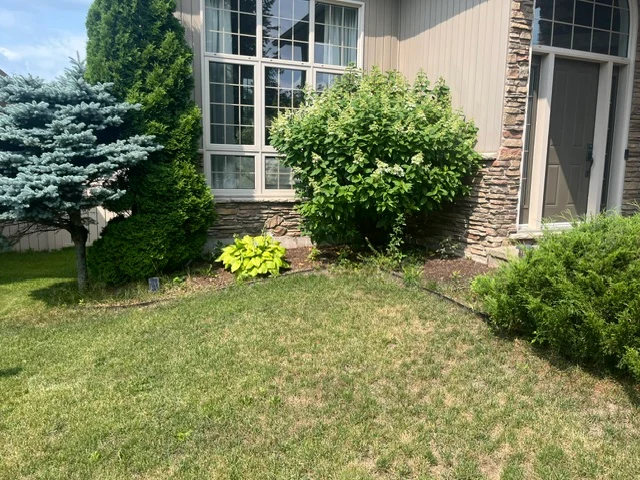 Flowering shrub and evergreens beneath a front window — before, pair 24 of 36