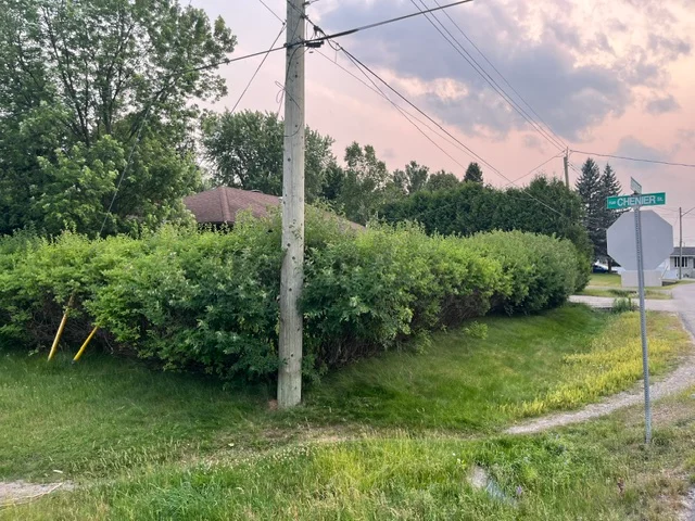 Long roadside hedge beside a utility pole — before, pair 25 of 36
