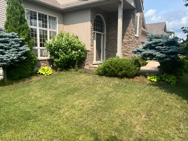 Front entrance with shrubs and a blue spruce — before, pair 26 of 36