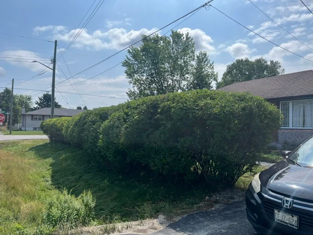 Broad hedge at a residential street corner — after, pair 27 of 36