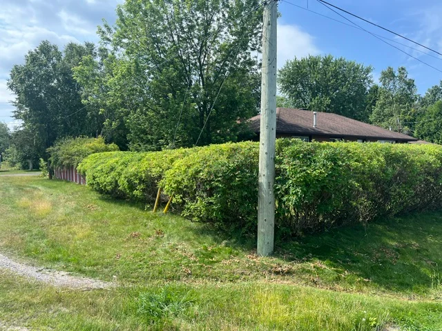 Trimmed hedge along a roadside lawn — after, pair 28 of 36