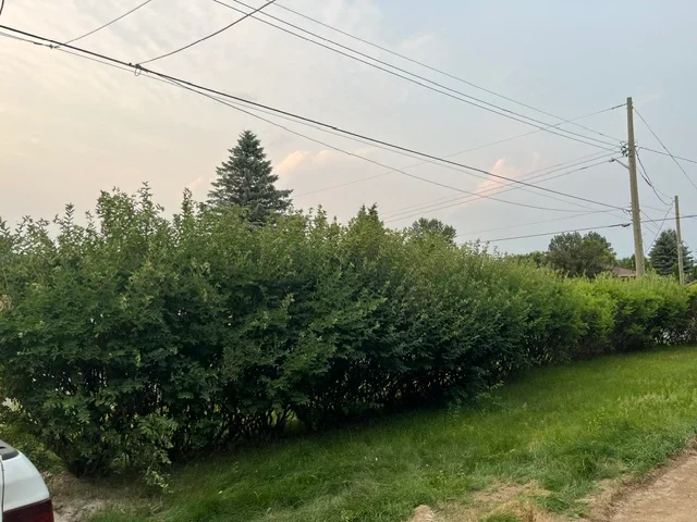 Backyard hedge bordering an open lawn — before, pair 30 of 36