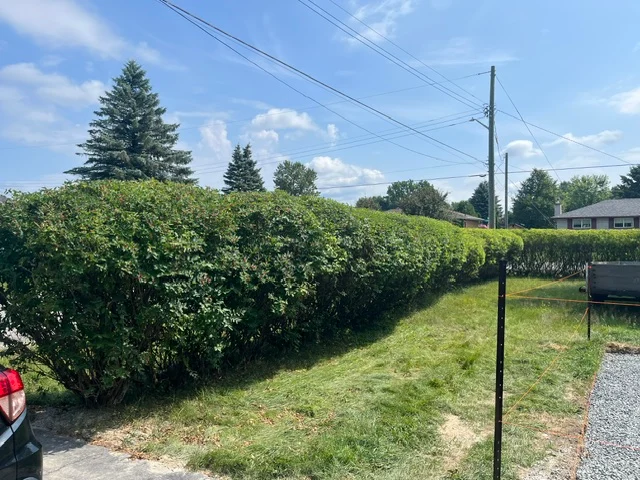 Backyard hedges surrounding a lawn and clothesline — before, pair 31 of 36
