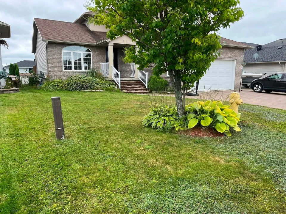 Street-facing lawn and tree planting bed — before, pair 6 of 36