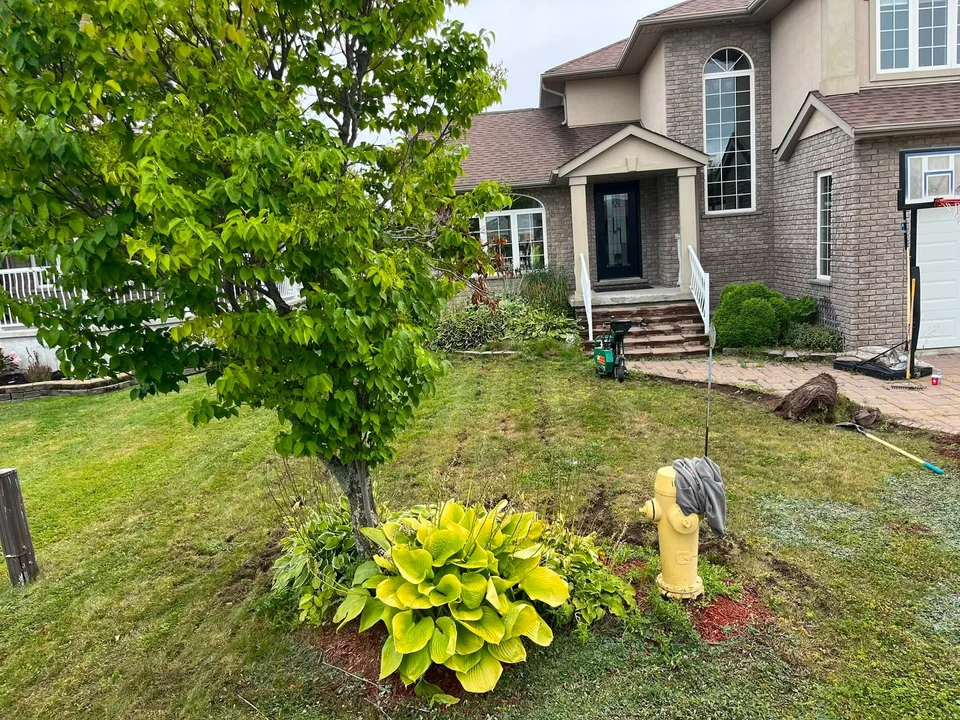 Front garden and lawn surrounding a young tree — before, pair 7 of 36