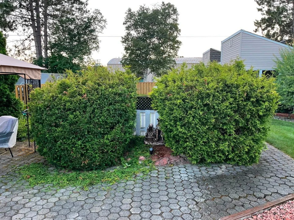Paired hedges beside a paved patio — before, pair 8 of 36