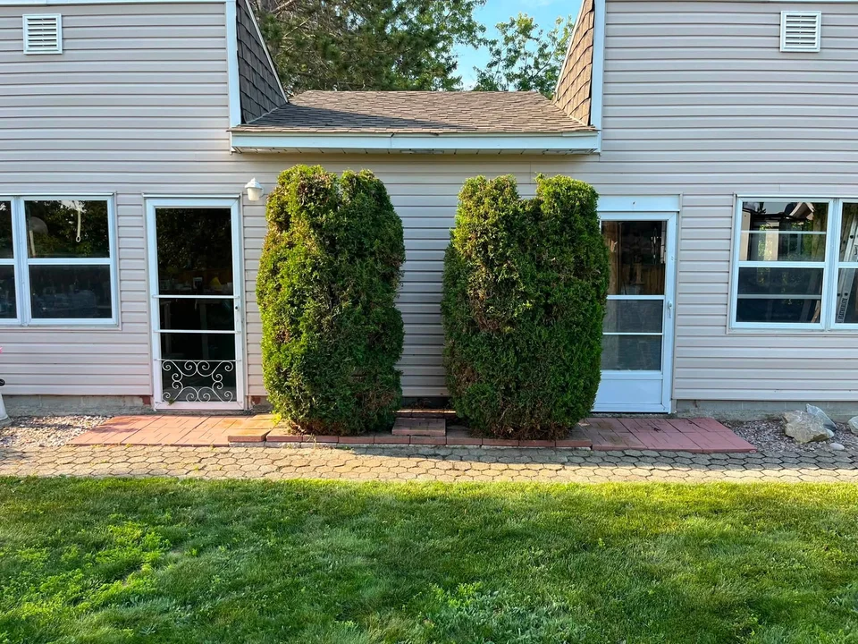 Evergreen shrubs against a house — after, pair 9 of 36