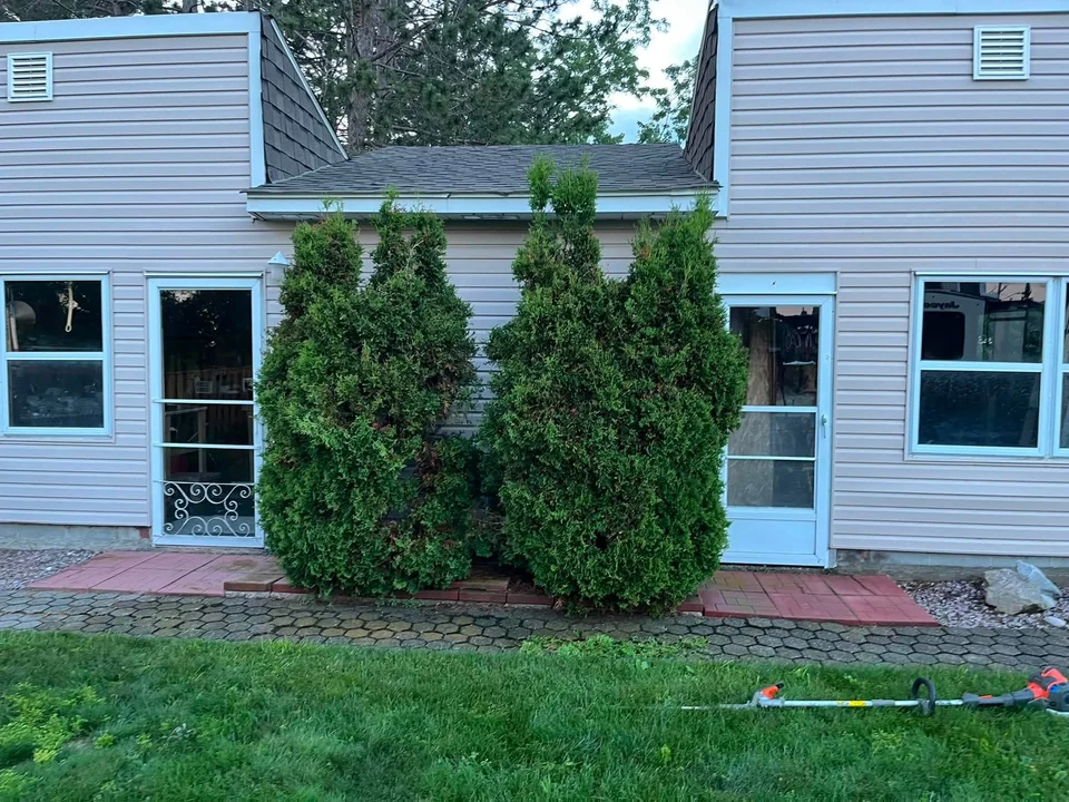 Evergreen shrubs against a house — before, pair 9 of 36